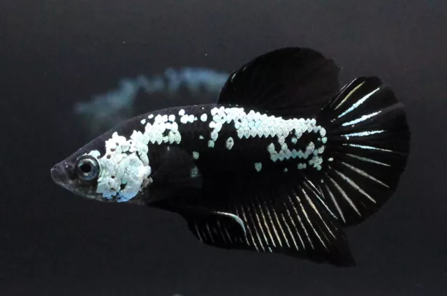 Live Betta Fish Pet Plakad Fancy Black Samurai #3 Men Boy Aqua Breed HMPK Home A