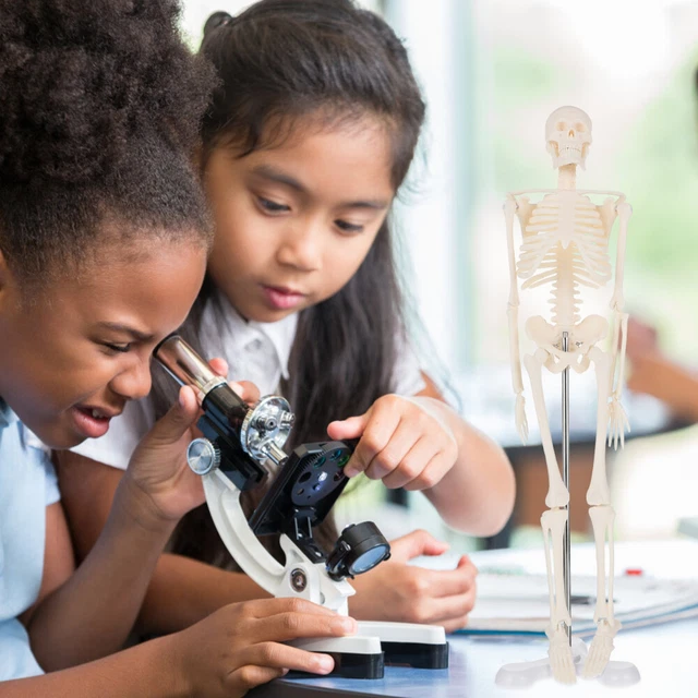 HUMAN SKELETON MODEL for Anatomy Skeleton for Anatomy Students £20.71 ...