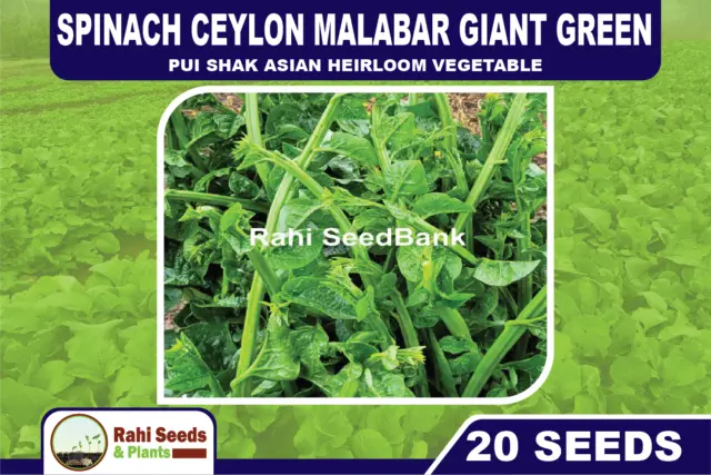 Spinach Ceylon Malabar Giant Green 20 Seeds Pui Shak Asian Heirloom Vegetable