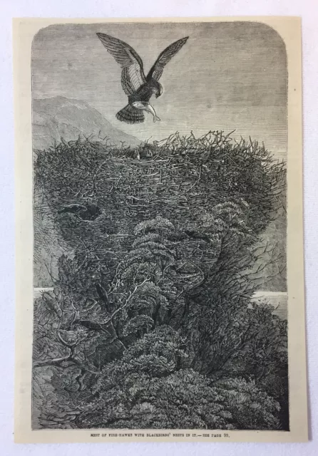 1880 magazine engraving~ NEST OF FISH HAWKS with Blackbirds' nests in it