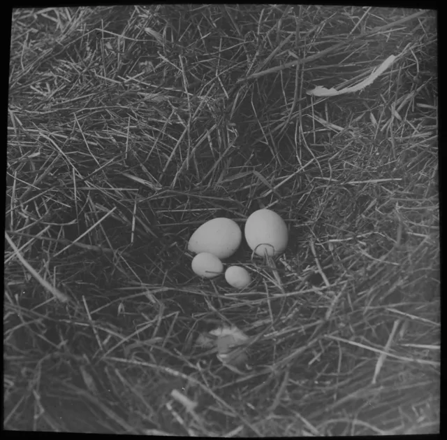 ANTIQUE Magic Lantern Slide PULLET EGGS - FOWL C1910 PHOTO BIRD STUDY