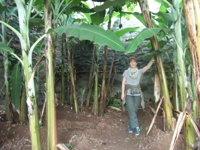 Faser Bananen Palmen winterhart Baum ganzjährig exotisch immergrün Pflanze Samen