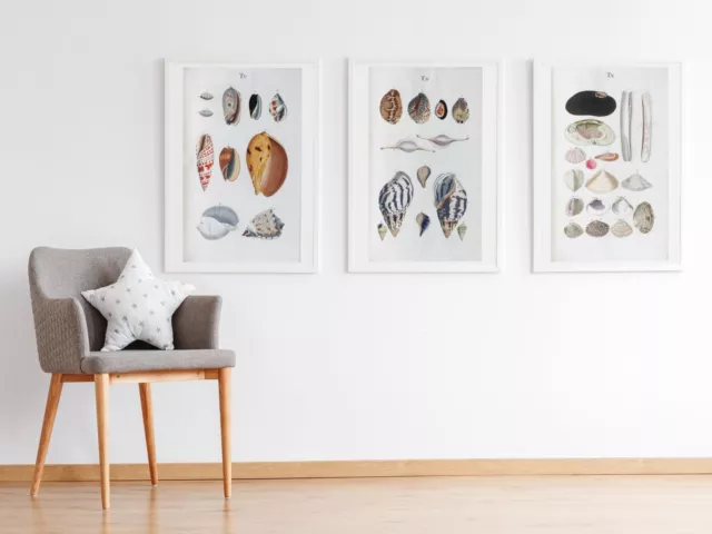 Set of 3 Vintage 18th Century Seashell Prints, Posters Wall Art Shell Pictures