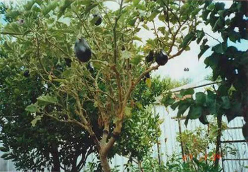 100 graines de SOLANUM TORVUM - ARBRE AUBERGINE + LIVRAISON GRATUITE