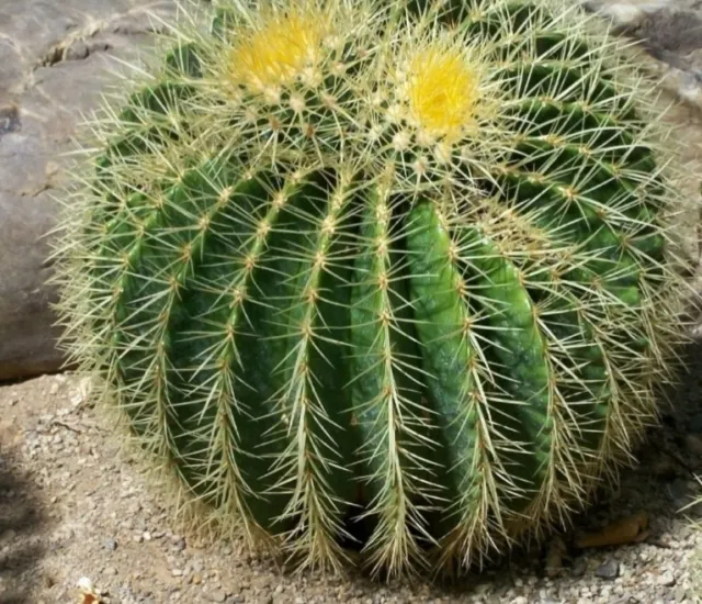 1000 Semillas de Cactus Asiento de Suegra