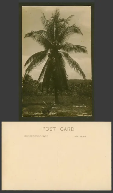 Singapore Old Real Photo Postcard Coconut Cocoanut Palm Tree Straits Settlements