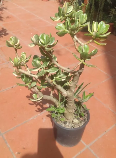 Crassula Ovata Albero d Giada Bonsai - Pianta Vera grassa succulenta in  Vaso PVC