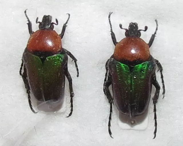 D CETONIINAE set of 2 Leucocelis amethystina FROM NAMIBIA