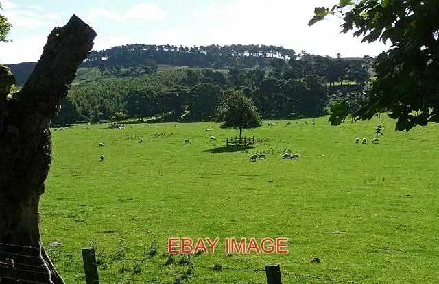 Photo  Farmland Near Callaly (2) Sheep Grazing Very Verdant Pasture Maiden Chamb