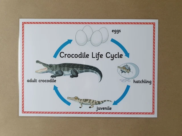LIFE CYCLE OF a crocodile, A4 poster, KS1, life cycles/science teaching ...