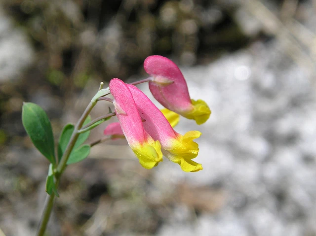500 CORYDALIS SEMPERVIRENS Seeds (Rock Harlequin) | NON-GMO | Free shipping