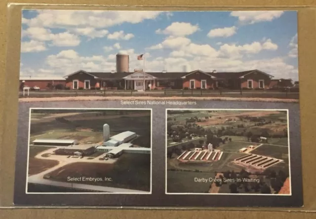 Vintage Unused Postcard - Select Sires Inc.11740 U.s.42, Plain City, Ohio