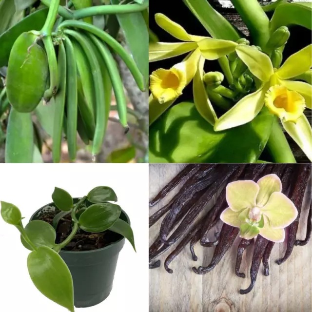 VANILLA PLANIFOLIA ORCHID Plant Species Rooted Live 05+ Cuttings ...