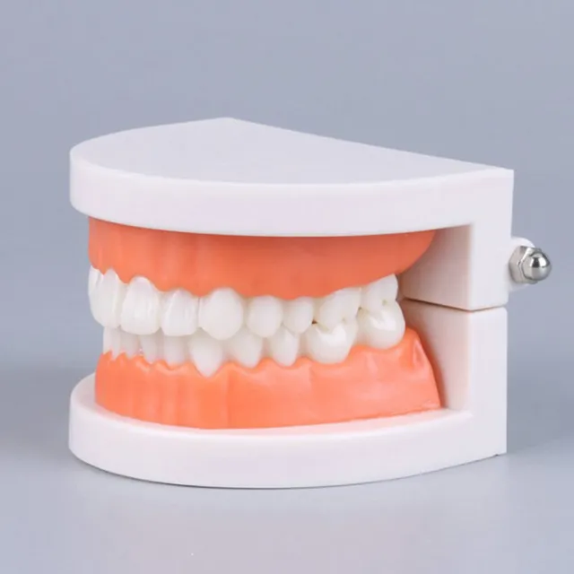 Standard Teeth Model Adult Standard Typodont Demonstration Denture Model Display