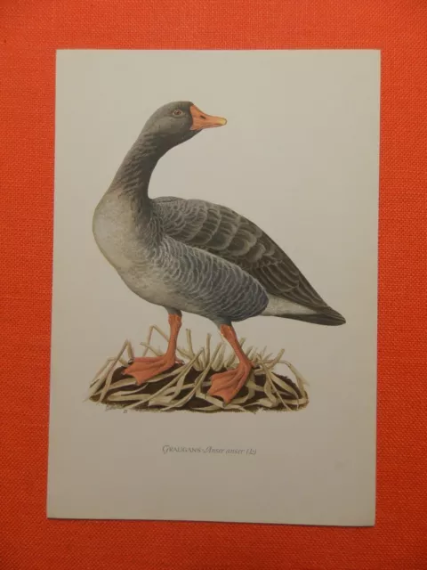 Graugans (Anser anser) Farbdruck 1953 Ornithologie