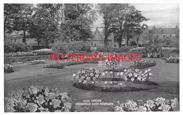 Rose Garden Springfield Park Full Bloom Arbroath Angus Postcard (C681)