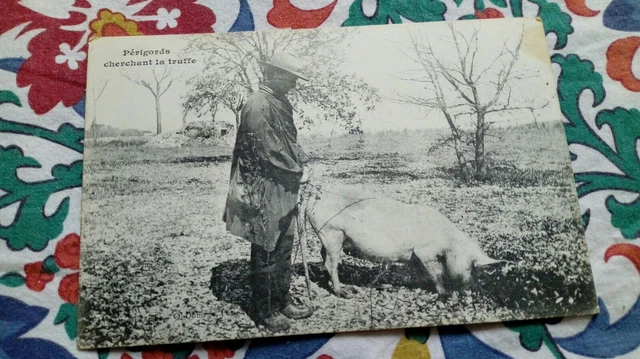 Très Belle Carte Postale Du Périgord Cherchant La Truffe