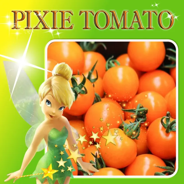 10 x ORANGE PIXIE TOMATO SEEDS-CHERRY TOMATO-HEIRLOOM VARIETY VEGETABLE GARDEN