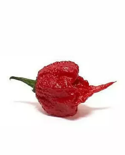 Carolina Reaper Chili Pfeffersamen, Super Heiss 100 % Echt, Uk Verkäufer 3