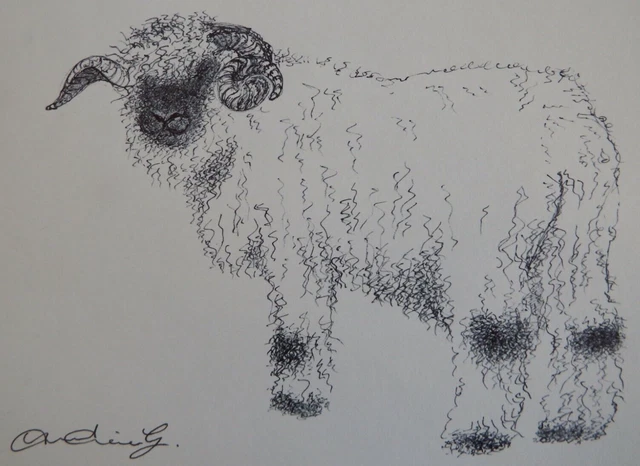 ORIGINAL PEN & ink line drawing of a Valais Blacknose Sheep £19.99 ...