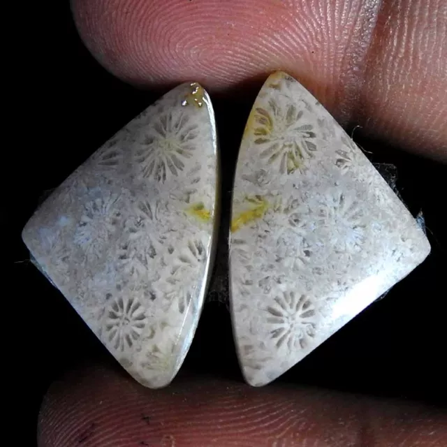 Natural Fossil Coral Fancy Pair Cabochon Rare Gemstone 26.25 Ct 19x16x4 mm