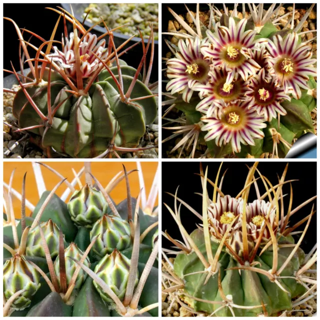 10 graines de Echinofossulocactus coptonogonu, plantes grasses, cactus seeds , F