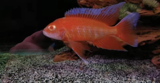 LIVE FISH 1 Male Aulonocara sp. Albino Eureka African Cichlid Peacock
