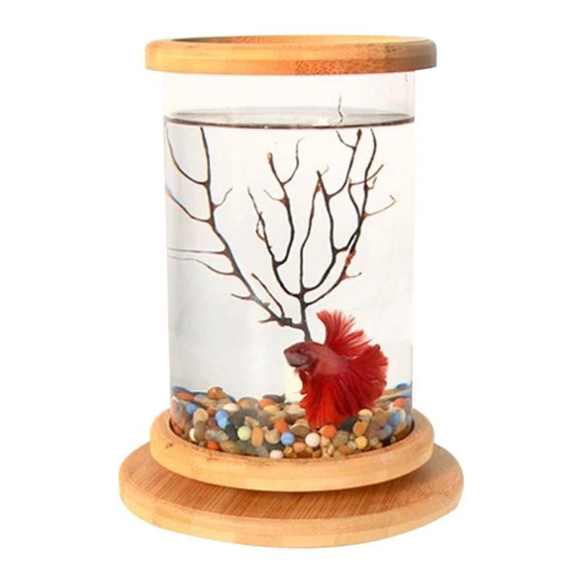 Betta Fish for  360° View Clear Glass Cylinder Fish Bowl Desktop Aquarium 3