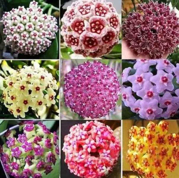 100PCS Semillas Hoya Carnosa 24 Mezcla de colores Raras Plantas de maceta...