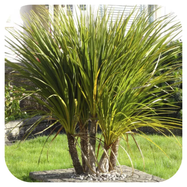 Cordyline Australis (Cabbage Palm) x3  Plug Plants for potting on