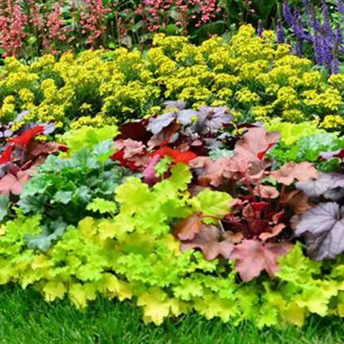 100PCS unique colors Begonia flower seeds flowers potted bonsai garden