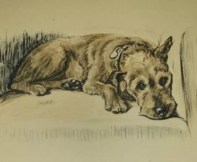 AIREDALE TERRIER Dog Drawing by Lucy Mac Dawson Art Print 1937