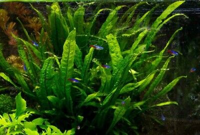 Java Fern Microsorum pteropus Easy Live Aquarium Plants BUY 2 GET 1 FREE ✅