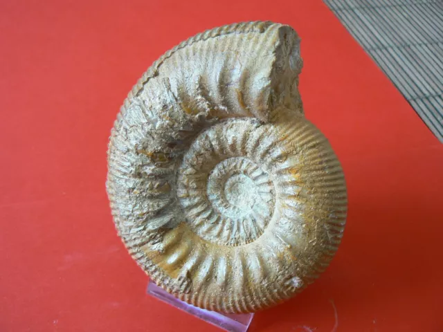 Ammonite Du Bajocien Evrecy Calvados 14