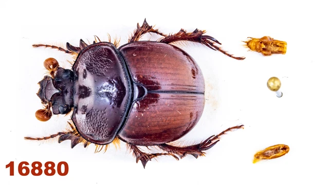 Geotrupidae: Blackburnium  centrale  A1, 17 mm, Mounted , 1 pc