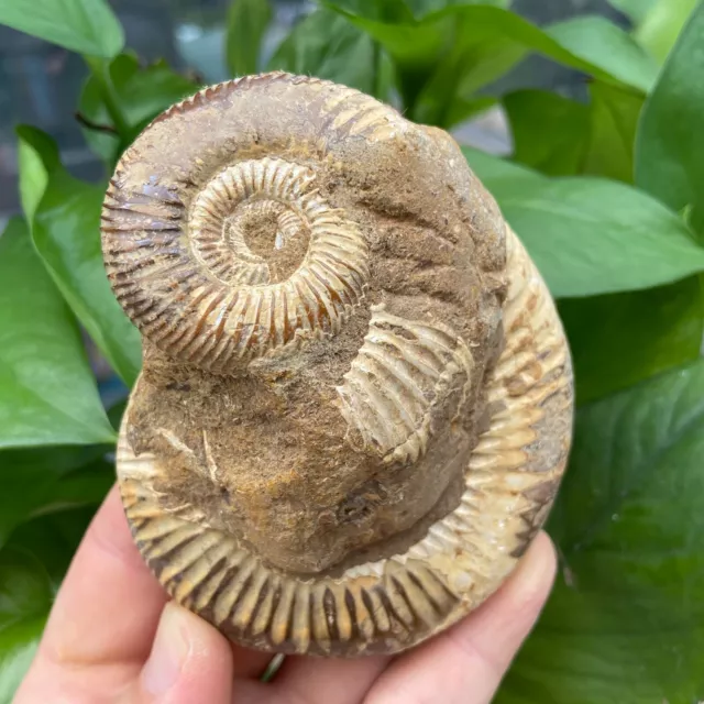 340g Natural Rare Conch Ammonite Fossil Quartz Crystal Specimen Reiki Healing