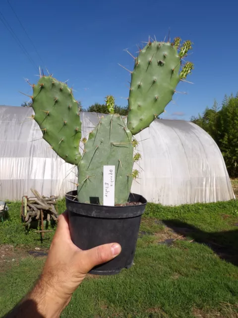 Opuntia eliator  frosthardy cactus pot12cm  wysiwyg