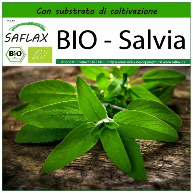 SAFLAX  - BIO - Salvia - 60 semi - Con substrato - Salvia