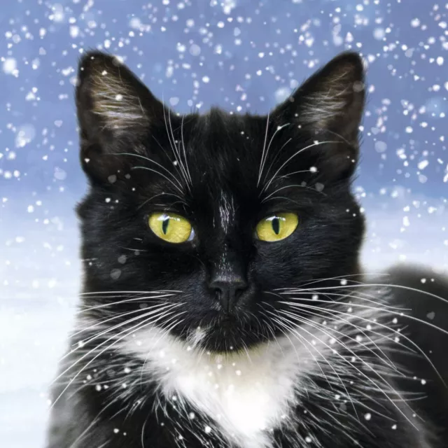 Cats Protection Christmas Cards - Black & White Cat (Pack of 10 with Envelopes)