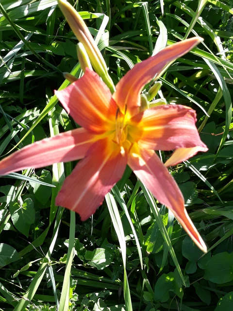 DAYLILY / HEMEROCALLIS / PINK DAMASK Hardy Perennial x 3 divisions $3.