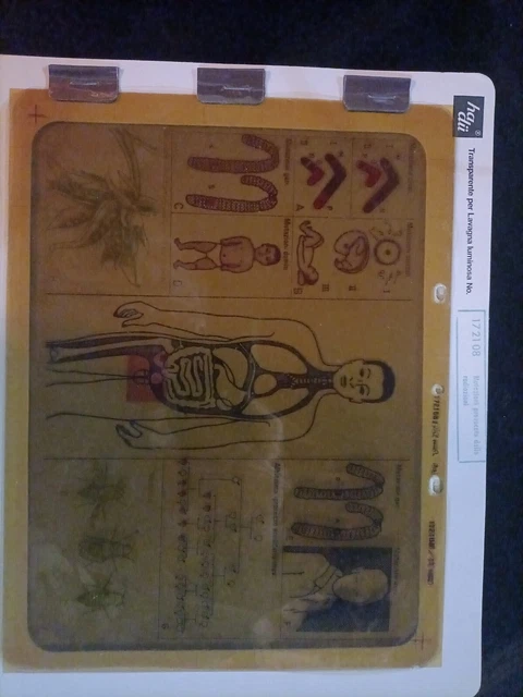 Lucido Trasparente poster Anni 60 Hagemann editrice la scuola Biologia RARITÀ
