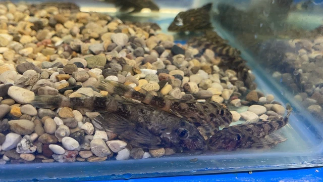L 168  Butterfly Pleco 5 - 10 cm 2