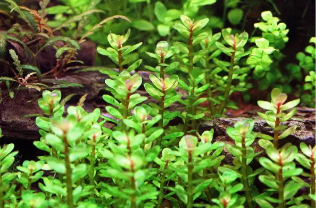 Rotala indica forme emmerse plante aquarium vert