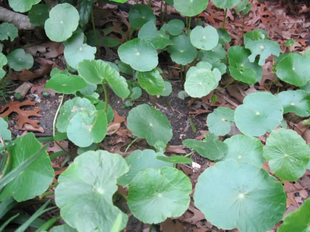 10 Cubiertas Molidas Brasileñas Hiedra Agua Hidrocotilo Planta Viva Hoja Redonda