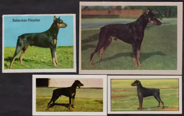 4 Different Vintage DOBERMAN PINSCHER  Tea/Dog Food/Games Dog Cards Lot