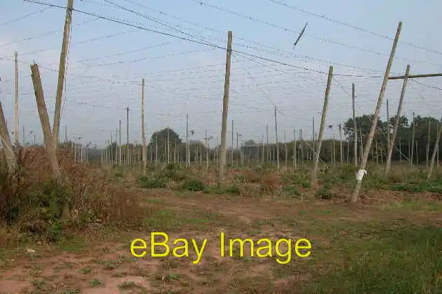 Photo 6x4 Hop field at Cold Green Bowley Lane Hop fields such as this are c2005