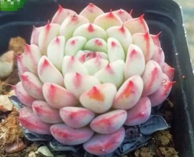 White Minima / rose bean 6cm diameter Echeveria succulent