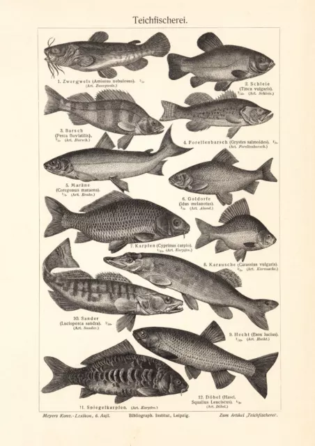 Teichfischerei historischer Druck Holzstich ca. 1908 antike Bildtafel Zoologie