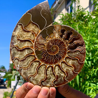 441G  Rare! Natural Tentacle Ammonite FossilSpecimen Shell Healing Madagascar