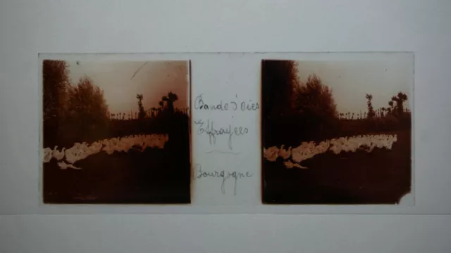 Photo Stereo Glass Plate 45X107 - Burgundy-Geese-Landscape Circa 1900